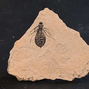 Fossil Dragonfly Larva Libellele Doris Miocene Castigliole d&#39;asti Italy n6