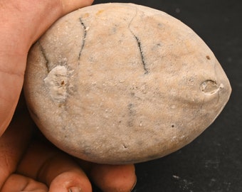 化石ウニ エキノコリス スクータタ カンピエン ハノーバー ドイツ 627g