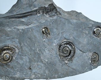 ロシア産、黄鉄鉱マトリックス上の黄鉄鉱化アンモナイト化石、1億5000