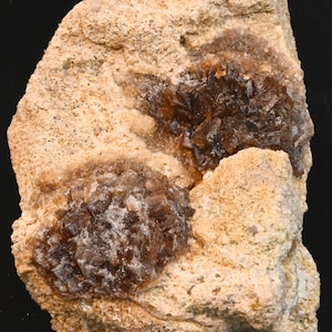 May include: Two clusters of brown, translucent crystals embedded in a light brown, rough, porous rock.