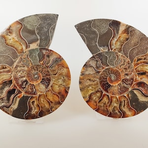 Cleoniceras-ammonit, halverad och polerad, 185 mm, fossil ammonit