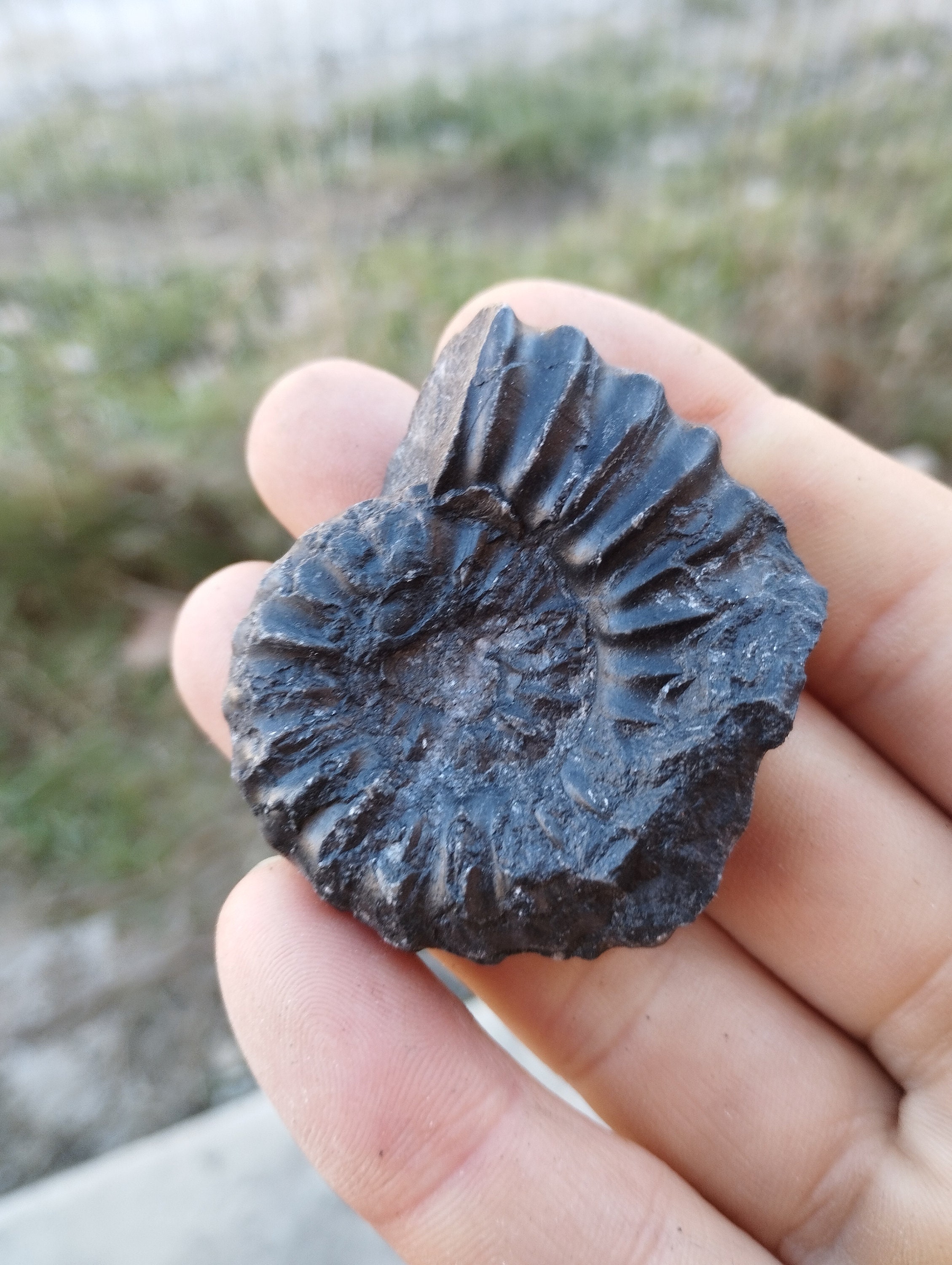 アンモナイト化石　プロリエリセラス　特大 アンモナイト化石 プロリエリセラス 特大 直径最大部36ミリ