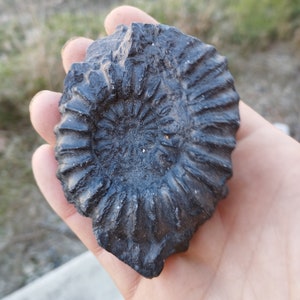 Ammonit Prolyelliceras från Peru 72x59mm amonit lyelliceras fossil amonit