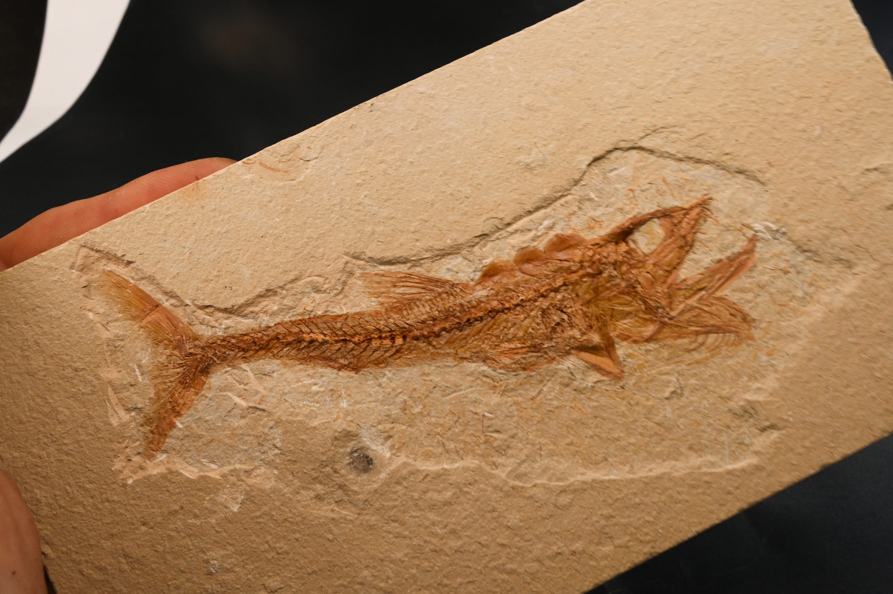 化石　レバノン産の白亜紀の魚類化石　三葉虫の化石　３点セット　コレクションです㉒ 化石魚 Hakelia laticauda レバノン産白亜紀後期 n15 セノマニアン