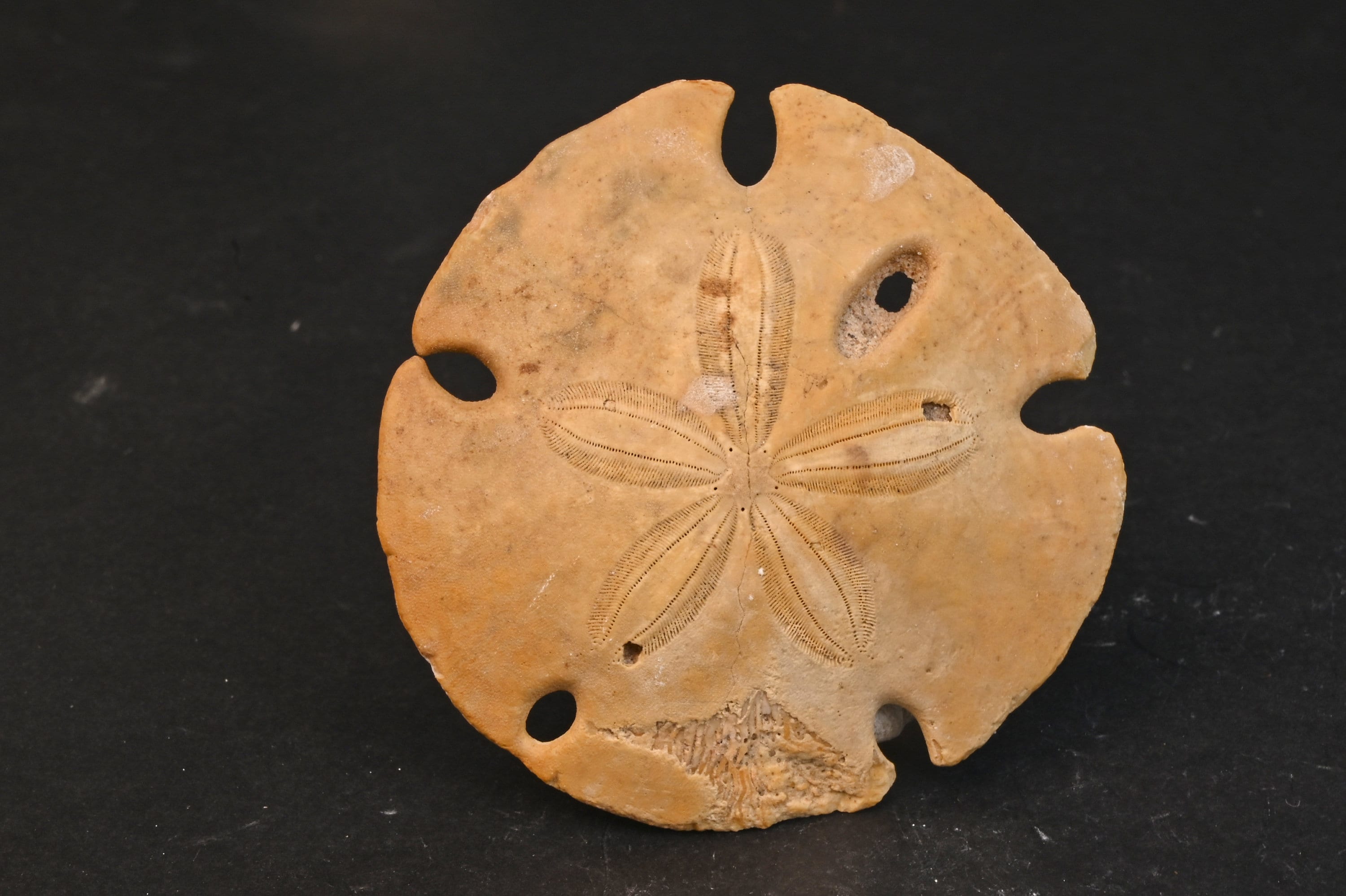 珍しいメキシコの深海種 ウニ殻・標本(Clypeaster ravenelli) il_fullxfull.5989297830_j7qm.jpg