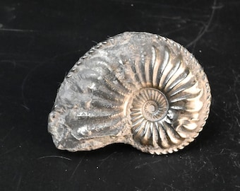 アンモナイト Prorsisphinctes Perisphinctes Evrecy Calvados