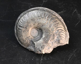 ロシア産、黄鉄鉱マトリックス上の黄鉄鉱化アンモナイト化石、1億5000