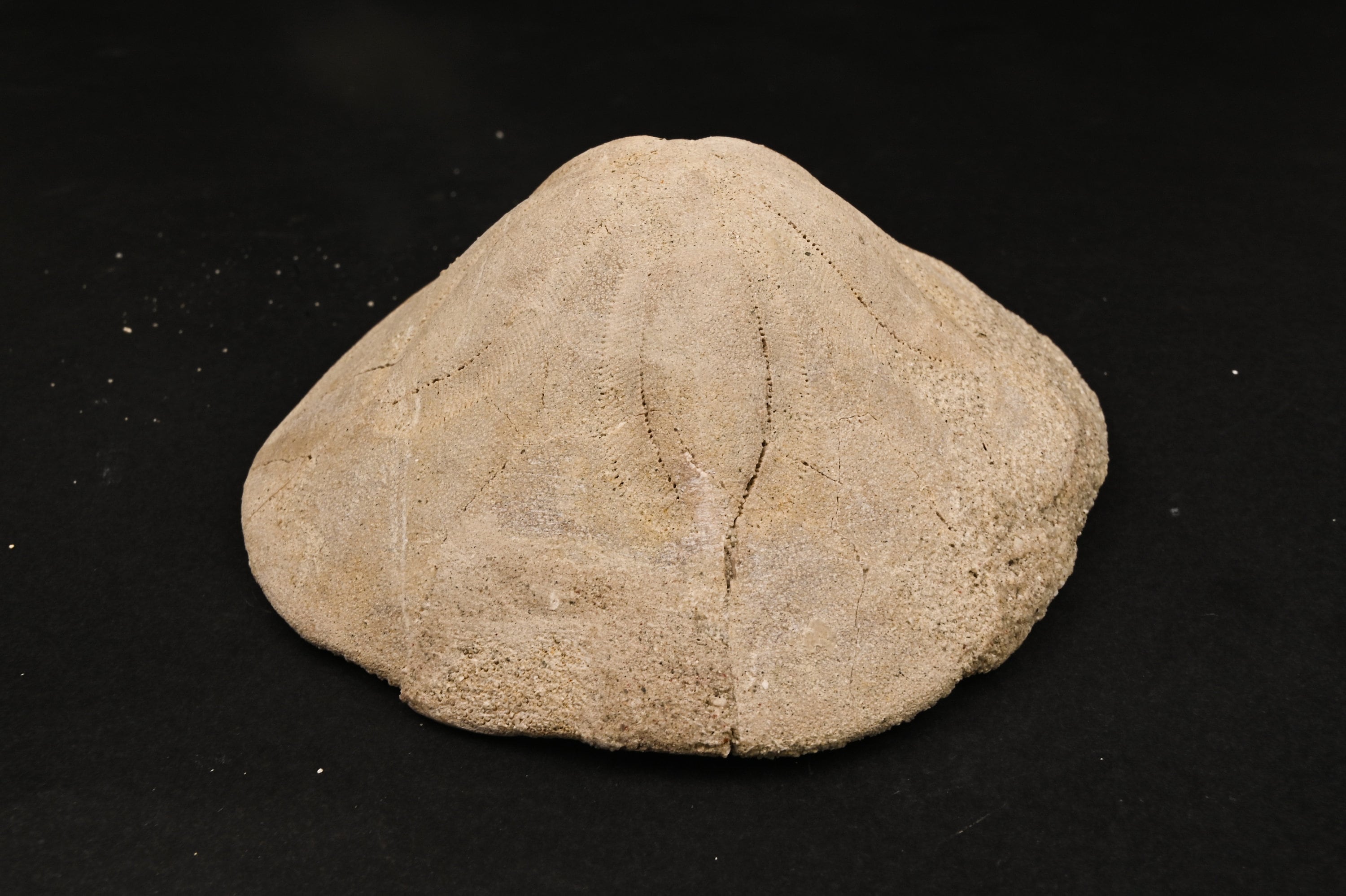 Oursin Fossile Clypeaster Altus - Miocène, Logudoro Sardaigne Italie - 1000g - Blanc - Pièce De Collection