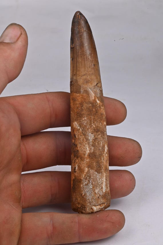 Dent De Spinosaure Fossile - 124mm, Maroc, Dinosaure Préhistorique