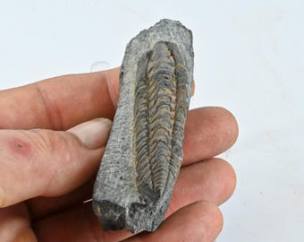 化石魚 Hakelia laticauda レバノン産白亜紀後期 n15 セノマニアン
