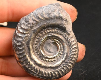 ロシア産、黄鉄鉱マトリックス上の黄鉄鉱化アンモナイト化石、1億5000