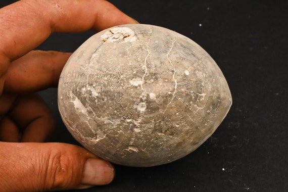 化石ウニ エキノコリス スクータタ カンピエン ハノーバー ドイツ 627g