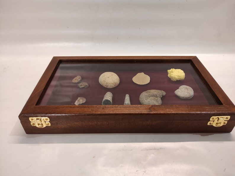 Display Case in Wood and Glass for Fossil Shells, Knives or Other - Etsy