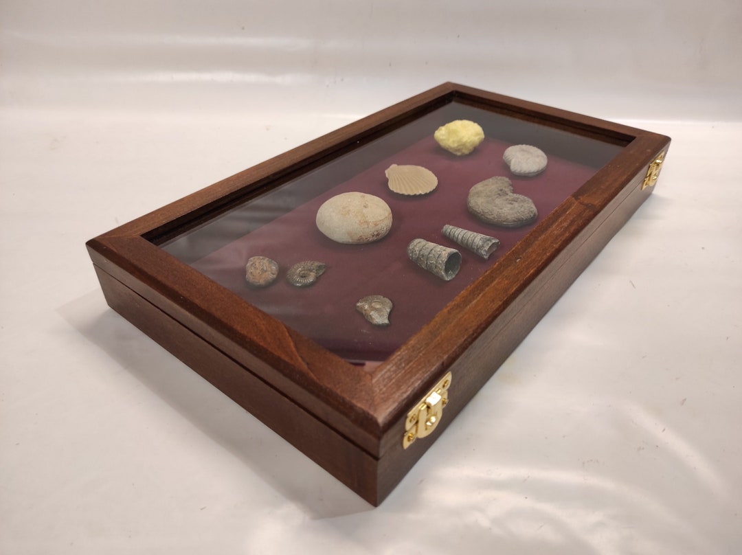 Display Case in Wood and Glass for Fossil Shells, Knives or Other Etsy