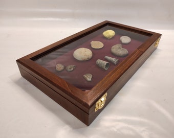 Display case in wood and glass for fossil shells, knives or other