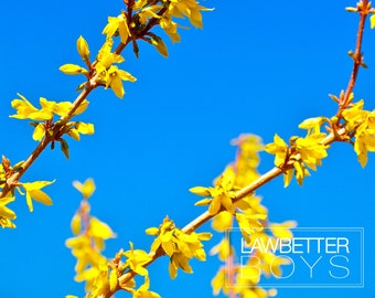 Forsythia and Blue Sky Print