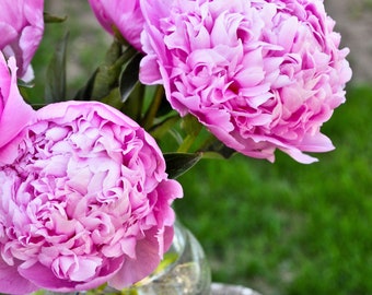 Pretty Pink Peony Print