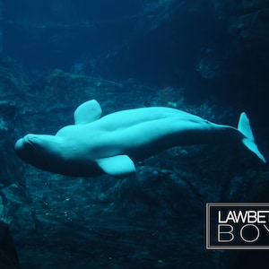 Beluga whale print