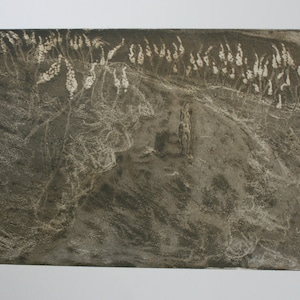 Flowering of Drimia, original aquatint etching
