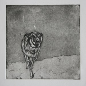 Shakti ,my dog, original aquatint etching