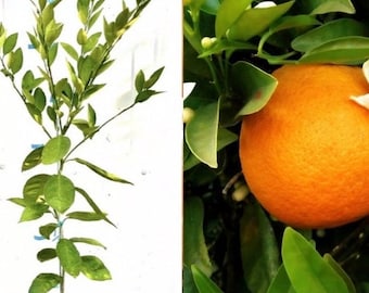 Citrus Curtain Panel Oranges And Blossoms On Cream Ii by kaileyhawthorn Summer Fruit Oranges Food Custom Curtain Panel by Spoonflower