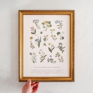 Wildflowers of Virginia, Virginia Flowers, Wildflowers of New England, Virginia Bluebells, Mountain Laurel, American Dogwood