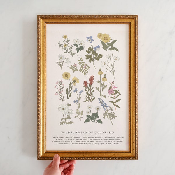 Wildflowers of Colorado, Vintage Flower Print, Vintage Floral Print, Roadside Flowers, Colorado Flowers, Colorado Blue Columbine, 11" by 17"