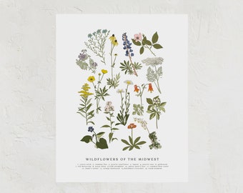 Wildflowers of the Midwest, Midwest Wildflowers Art Print, Flowers Print, Roadside Flowers, Minnesota, Wisconsin, Iowa, Nebraska, Dakota