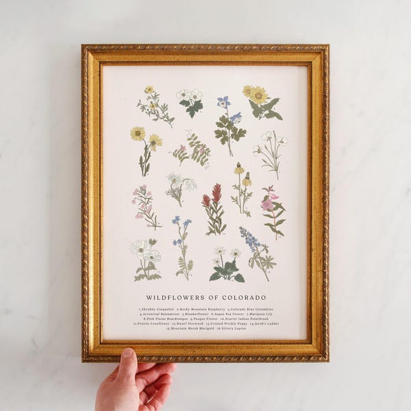 Wildflowers of Colorado, Vintage Flower Print, Vintage Floral Print, Roadside Flowers, Colorado Flowers, Colorado Blue Columbine