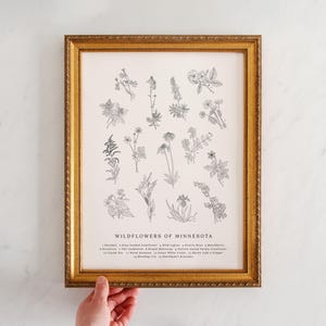 BW, Wildflowers of Minnesota, Vintage Flower Print, Minnesota Art, Fields and Forests, Lady's Slipper, Rose, Lupine, Buttercup