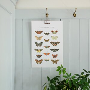 Butterfly Poster, Colorful Butterflies Art, Butterfly Science Poster, Hand Drawn Butterflies, Vintage Butterfly, Colorful Fauna,Digital File image 3