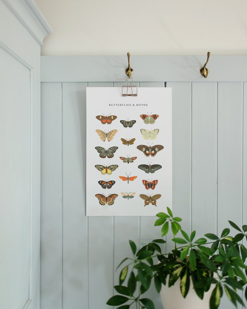 Butterfly Poster, Colorful Butterflies Art, Butterfly Science Poster, Hand Drawn Butterflies, Vintage Butterfly, Colorful Fauna,Digital File image 3