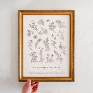 DIGITAL FILE | Wildflowers of Colorado, Vintage Flower Print, Vintage Floral Print, Roadside Flowers, Colorado Flowers, Colorado Columbine