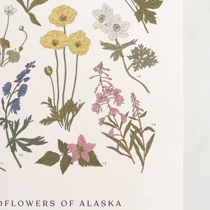 Wildflowers of Alaska, Vintage Flower Print, Alaskan Art, Vintage Science Poster Style, Fireweed, AK Poppy, Forget Me Not, 11 by 17 image 3