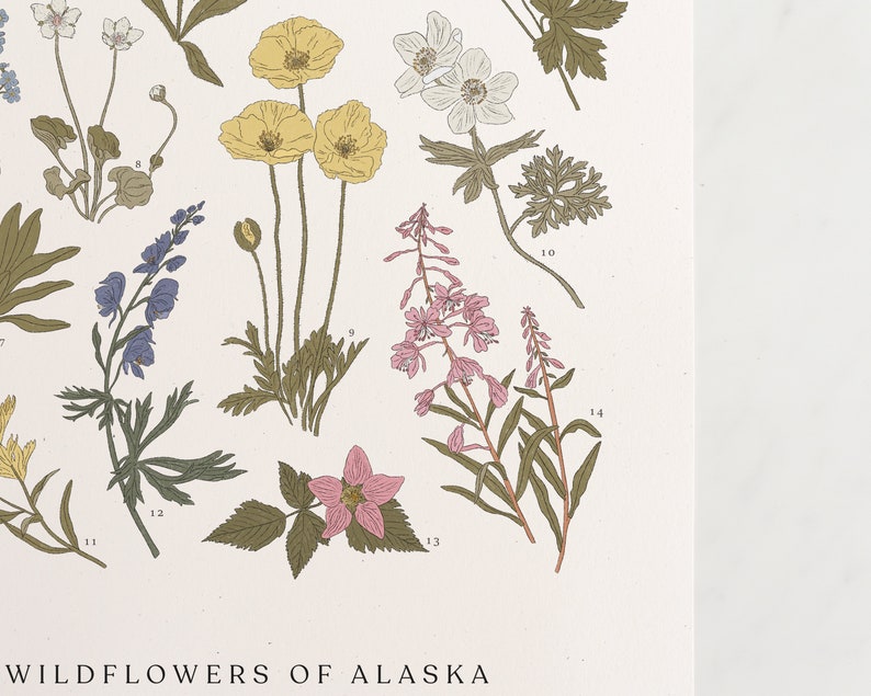 Wildflowers of Alaska, Vintage Flower Print, Alaskan Art, Vintage Science Poster Style, Fireweed, AK Poppy, Forget Me Not, 11 by 17 image 3