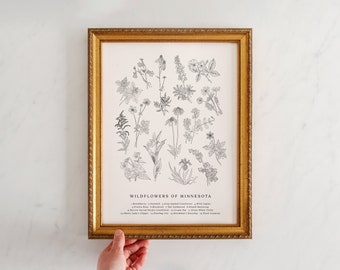 Wildflowers of Minnesota, Vintage Flower Print, Minnesota Art, Fields and Forests, Lady's Slipper, Rose, Lupine, Buttercup, 11" by 14"