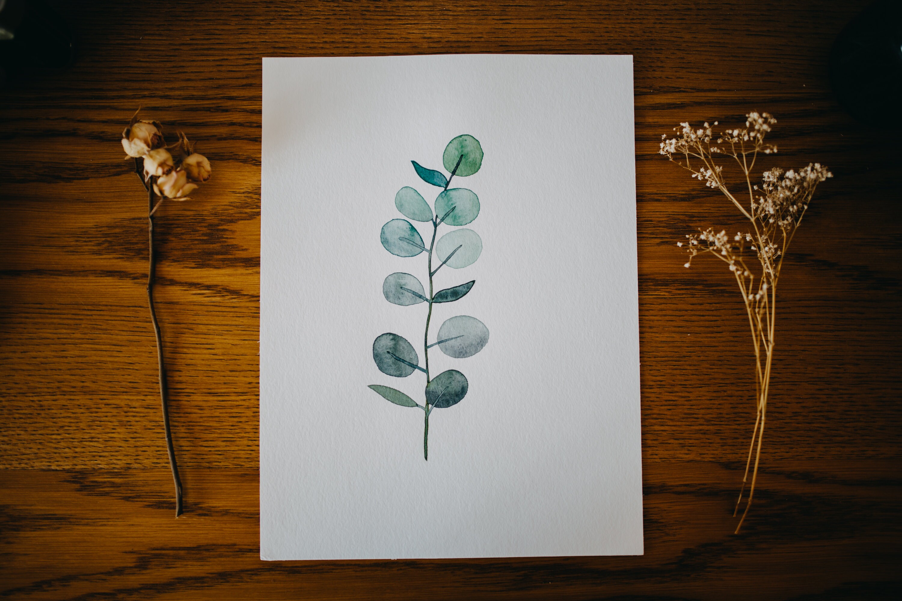 Aquarelle Branche d'eucalyptus