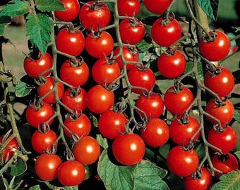 3x Tomato Cherry Sweet Million F1 – Plug Plants READY NOW –x3 Plants