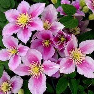May include: A cluster of clematis flowers in shades of pink and white, with vibrant yellow centers and green foliage. The petals display a gradient from deep pink to a lighter hue.