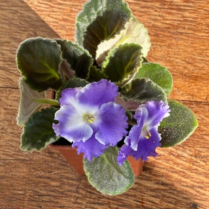 May include: A small potted African violet plant with two purple and white flowers. The plant has dark green leaves with a fuzzy texture.