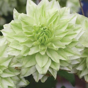 May include: A close-up of a pale green flower with numerous petals. The flower is in bloom and has a delicate, almost translucent appearance.