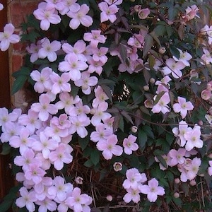 May include: A close-up of a pink flowering vine growing up a brick wall. The vine is in full bloom with many pink flowers. The text "Buckingham Nurseries" is visible in the top left corner of the image.