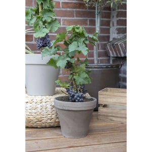 May include: A potted grape vine with green leaves and bunches of dark purple grapes. The plant is in a grey pot, set on a wooden deck. A brick wall and other potted plants are in the background.