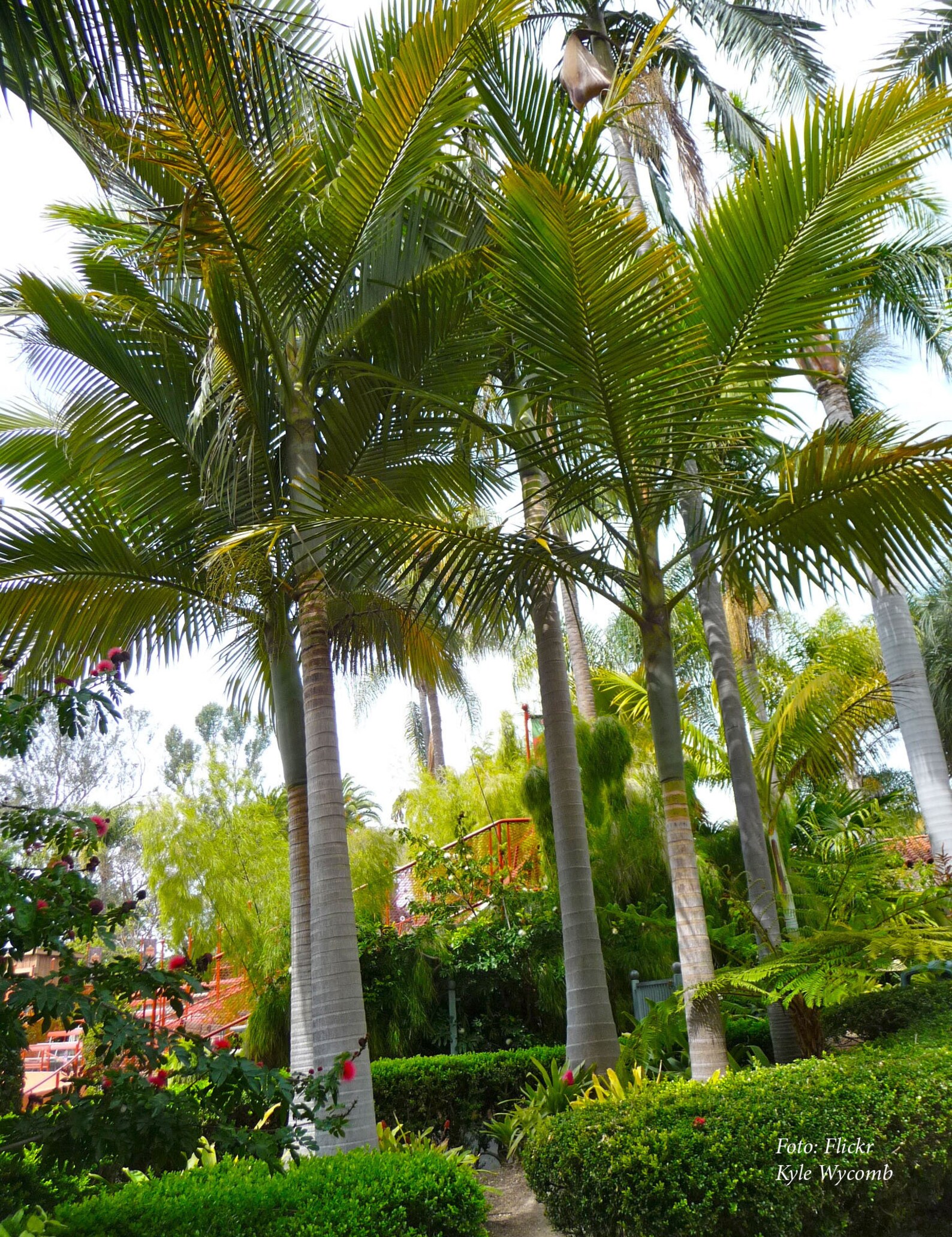 Archontophoenix purpurea Purple King Palm 20 cm Plant Etsy