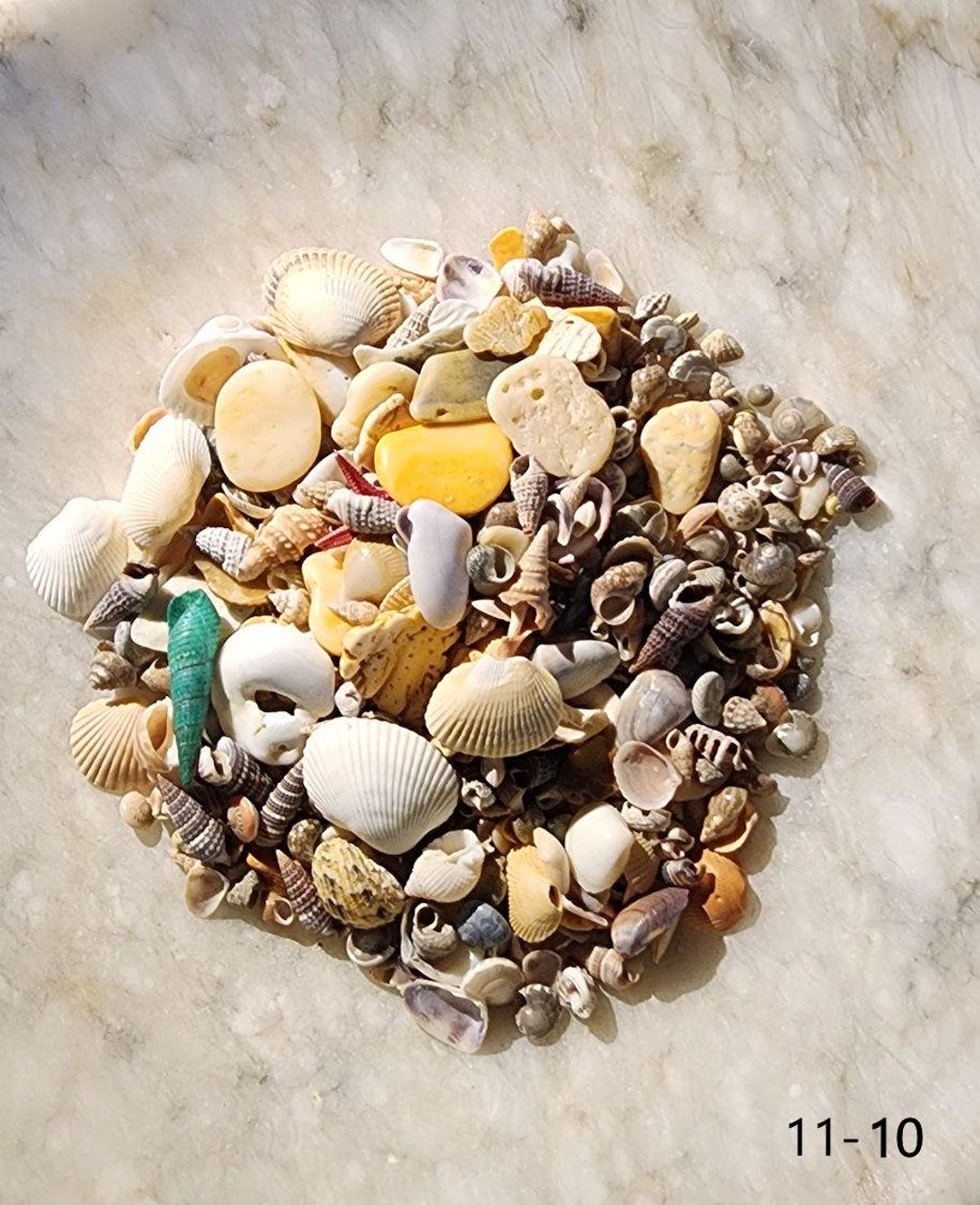 Miniature Mixed Seashell Collection for Dollhouse Projects and DIY, 6-7 ...