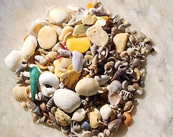 Miniature Mixed Seashell Collection For Dollhouse projects and DIY, 6-7 oz,  Beach Decor, Craft Supply, Coastal Display