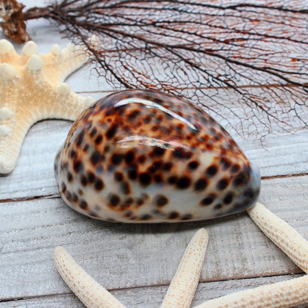 Tiger Cowrie Shell 3" (Cypraea Tigris) Beach Craft- Collector Shell - Ocean Decor