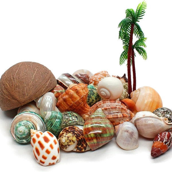 Assorted Hermit Crab Shells 1"-3" Case Pack 12 with Natural Coconut and Plastic Palm Tree