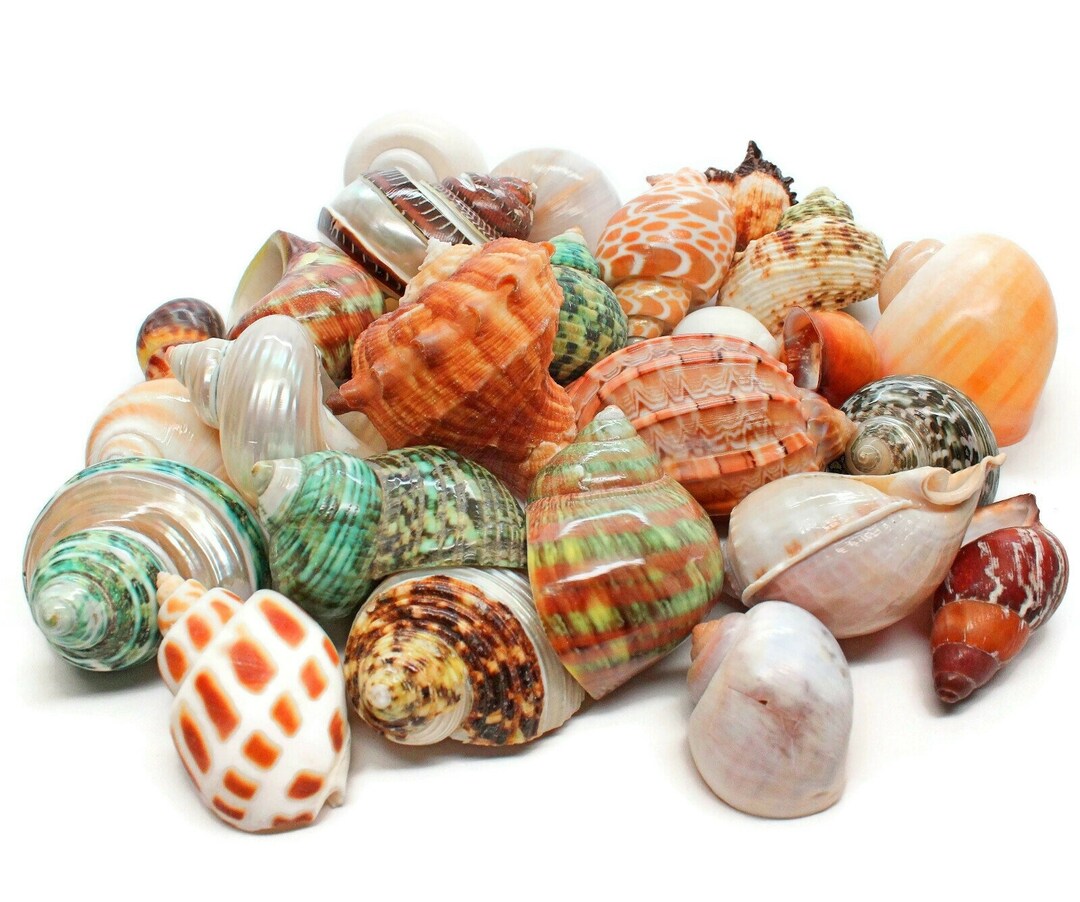 15 Natural Hermit Crab Shells 1 3 Hermit Crab Supplies Pearl Turbo