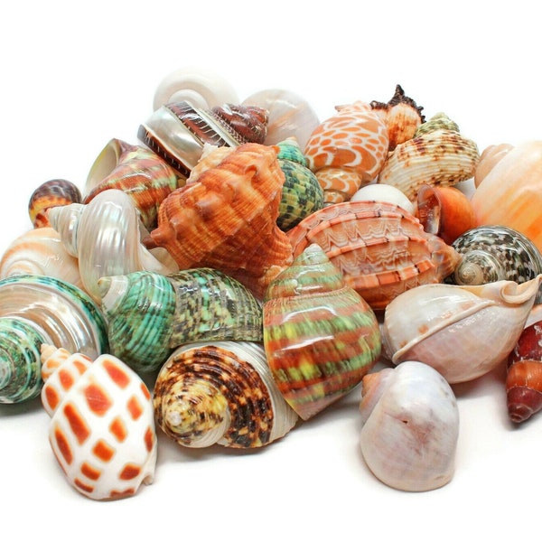 15 natuurlijke heremietkreeftschelpen 1"- 3" heremietkreeftbenodigdheden Pearl Turbo Seashell voor decor, vaasvuller